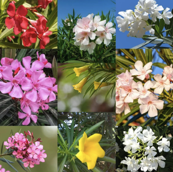 Oleander